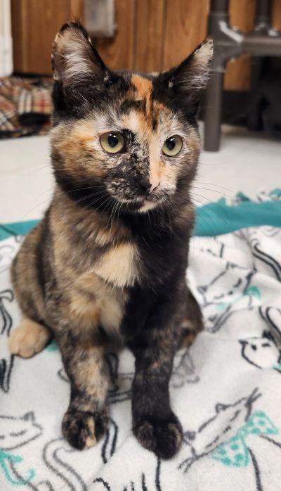 Enlarge Kitten 28219 (Stella), a Adoptable Tortoiseshell in Parlier, CA image 5/6