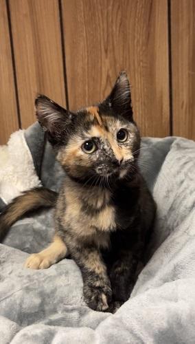 Enlarge Kitten 28219 (Stella), a Adoptable Tortoiseshell in Parlier, CA image 6/6