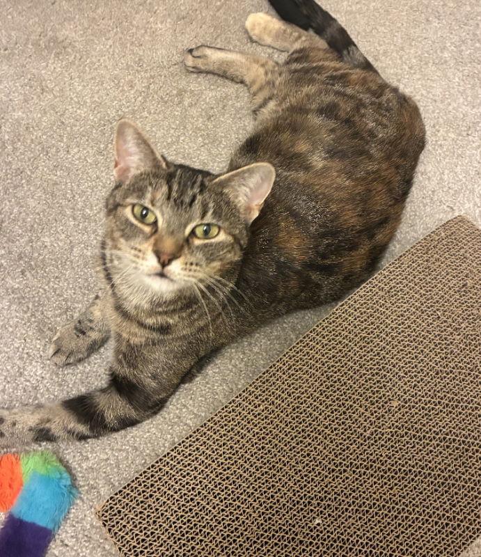 Ladybird thumbnail 2