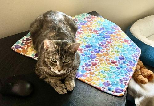 Ladybird thumbnail 4