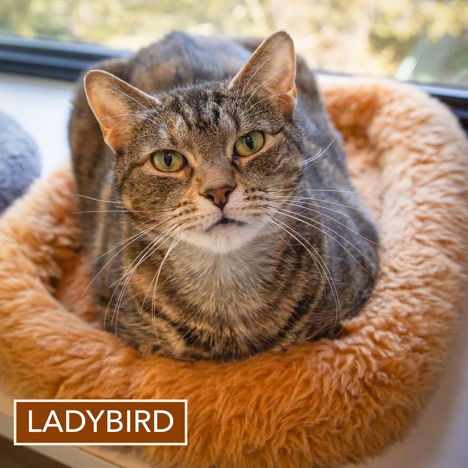 Ladybird thumbnail 3