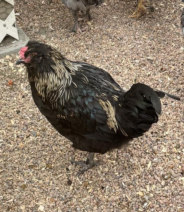Enlarge Storm, a Adoptable mixed breed in Golden, CO image 1/1