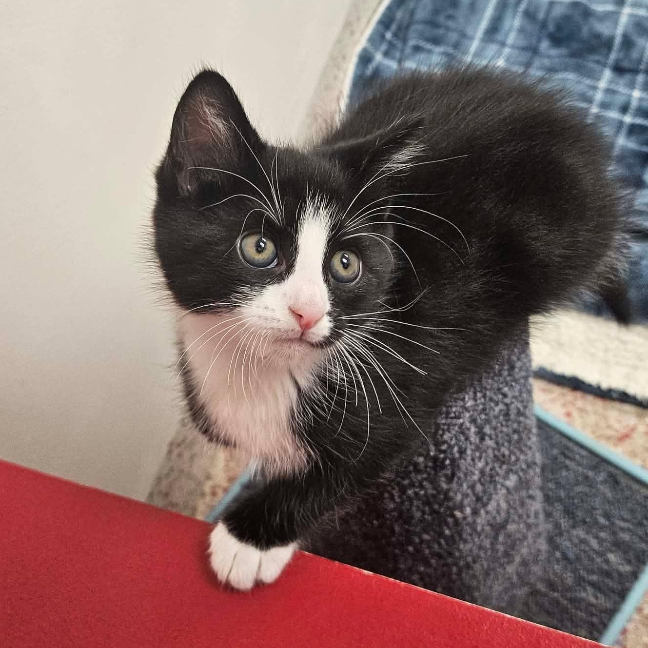 Tequila, an adopted Domestic Short Hair in Richboro, PA image 2/4