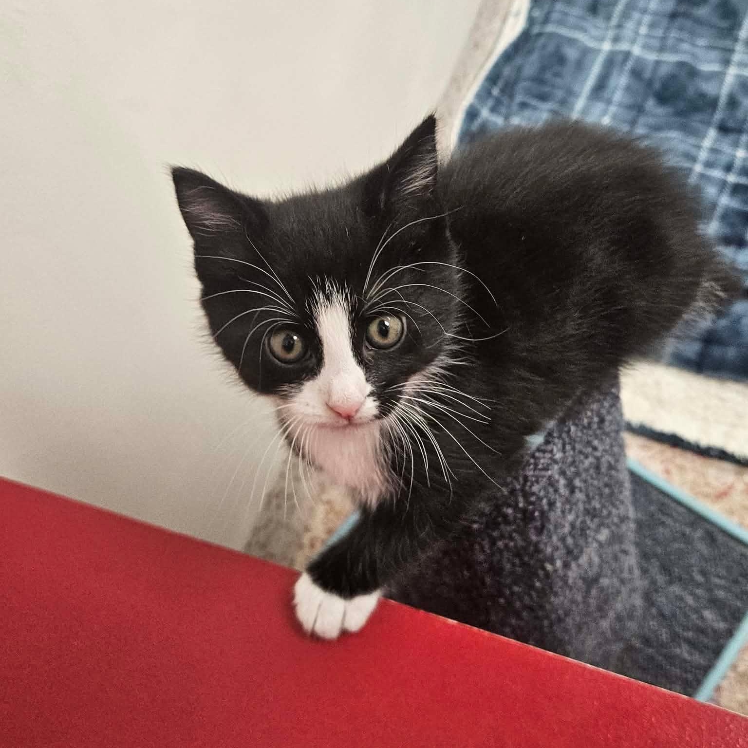 Tequila, an adopted Domestic Short Hair in Richboro, PA image 4/4