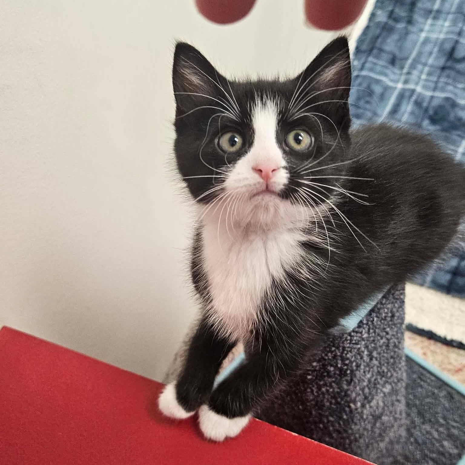 Tequila, an adopted Domestic Short Hair in Richboro, PA image 1/4