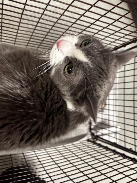 PETUNIA, Adoptable, Senior Female Domestic Medium Hair.