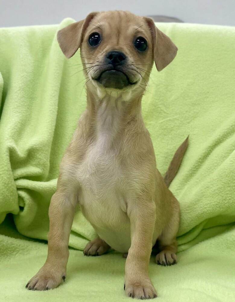 Enlarge Tarragon, a Adoptable mixed breed in Jamestown, CA image 1/4