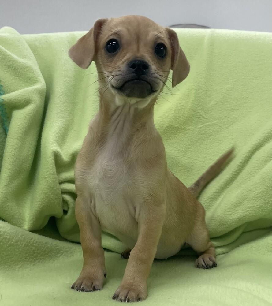 Enlarge Tarragon, a Adoptable mixed breed in Jamestown, CA image 2/4