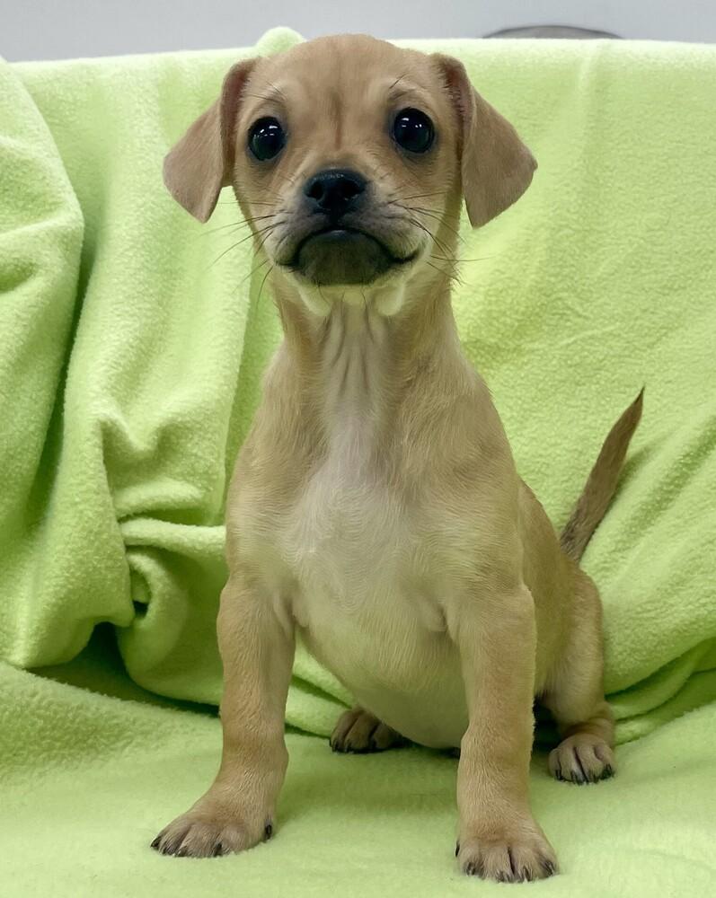 Enlarge Tarragon, a Adoptable mixed breed in Jamestown, CA image 3/4