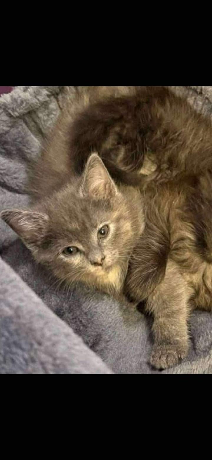 Enlarge Susie Q, a ADOPTABLE Dilute Tortoiseshell in Inez, KY image 2/2