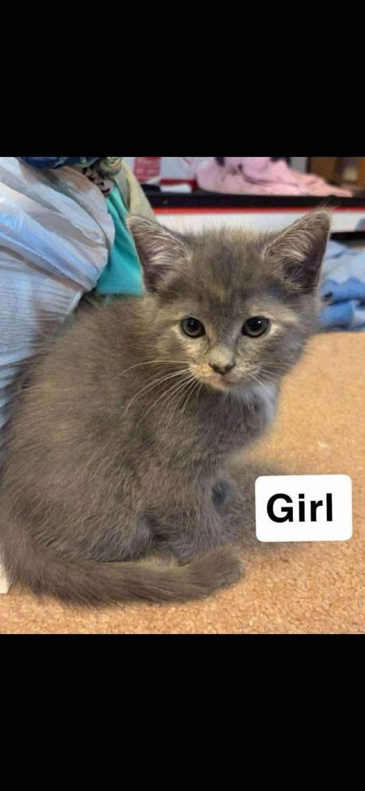 Enlarge Susie Q, a ADOPTABLE Dilute Tortoiseshell in Inez, KY image 1/2