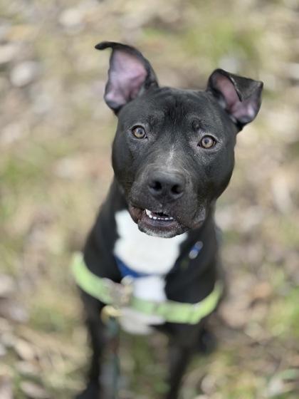 Winston, Adoptable, Adult Male Pit Bull Terrier & Mixed Breed.