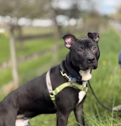 Enlarge Winston, a Adoptable mixed breed in Burlington, WA image 2/3
