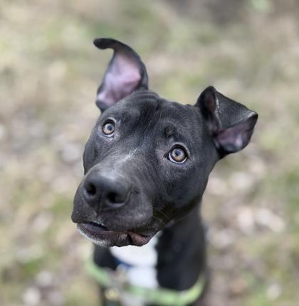 Enlarge Winston, a Adoptable mixed breed in Burlington, WA image 3/3