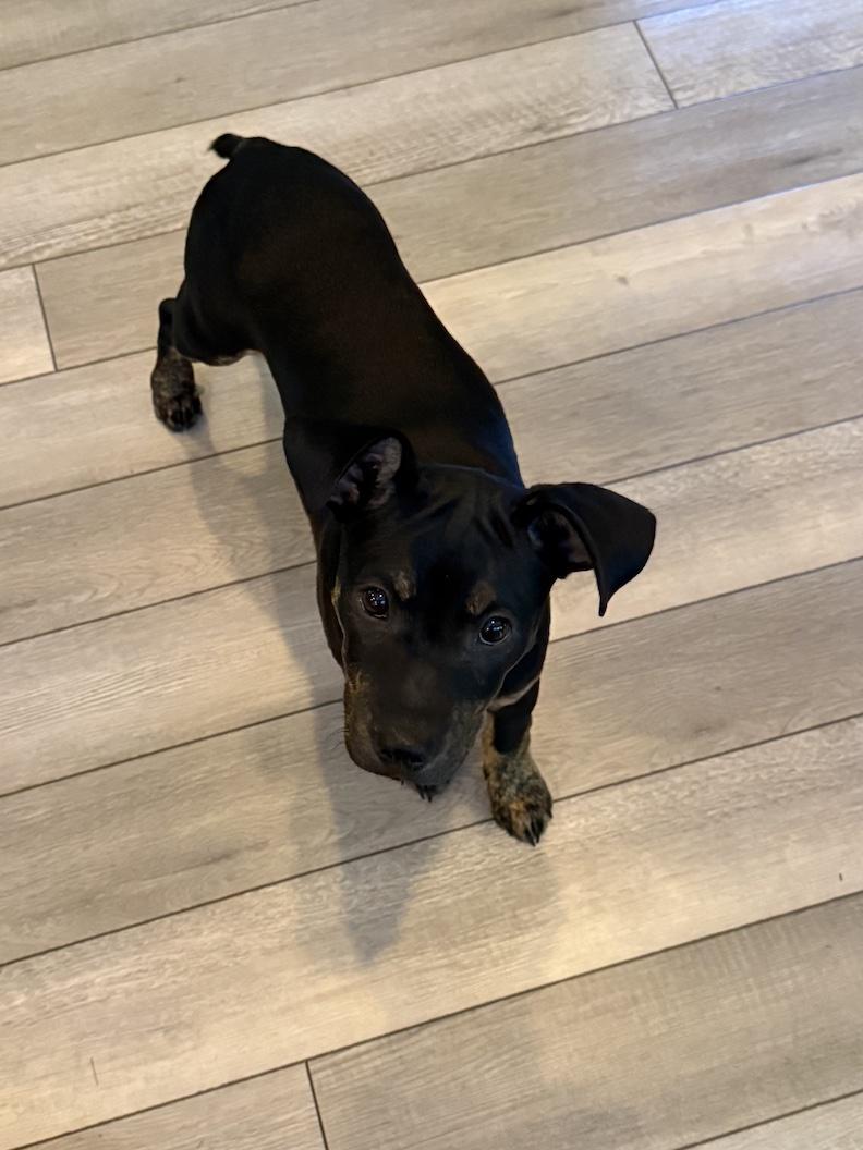 Enlarge Jack, a Adoptable mixed breed in Medina, OH image 3/5