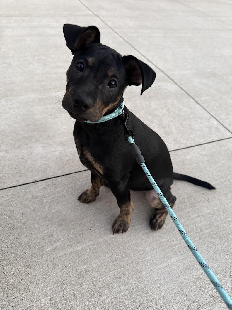 Jack, Adoptable, Puppy Male Black Labrador Retriever.