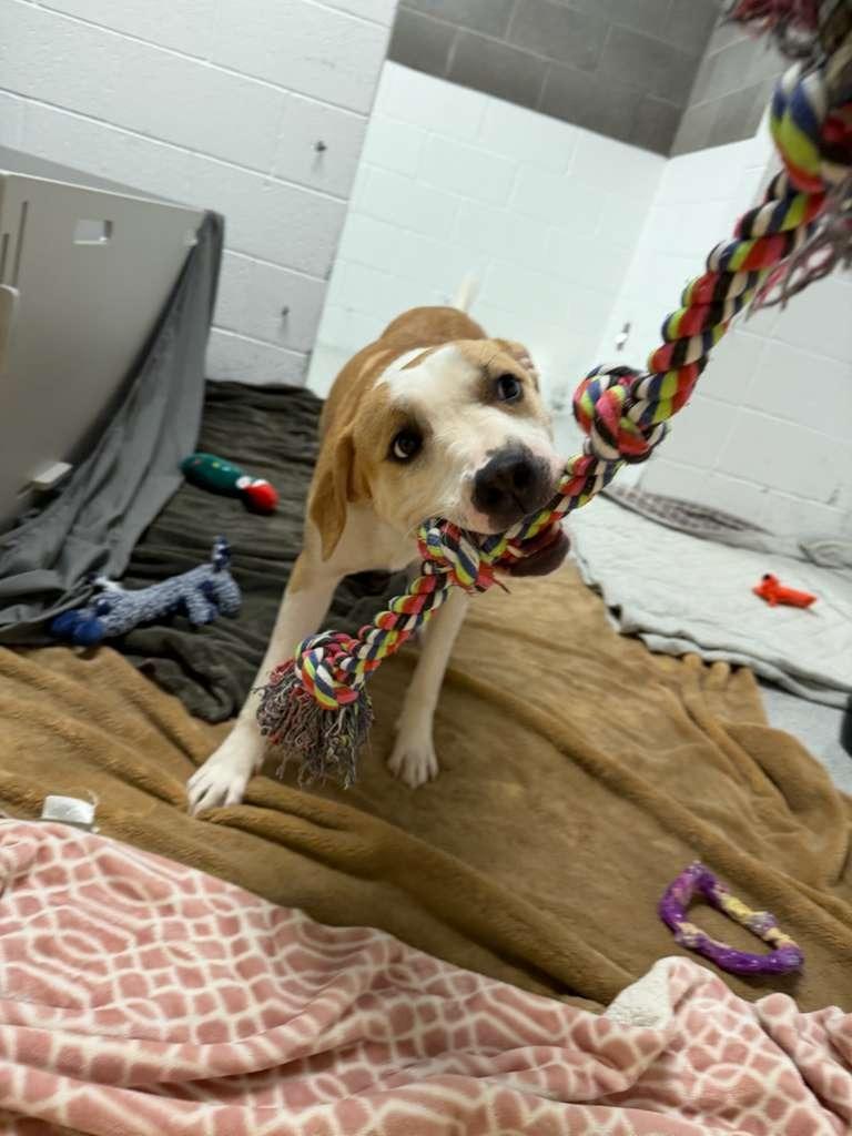 Miss Lady, Adoptable, Young Female Pit Bull Terrier & Bull Terrier.