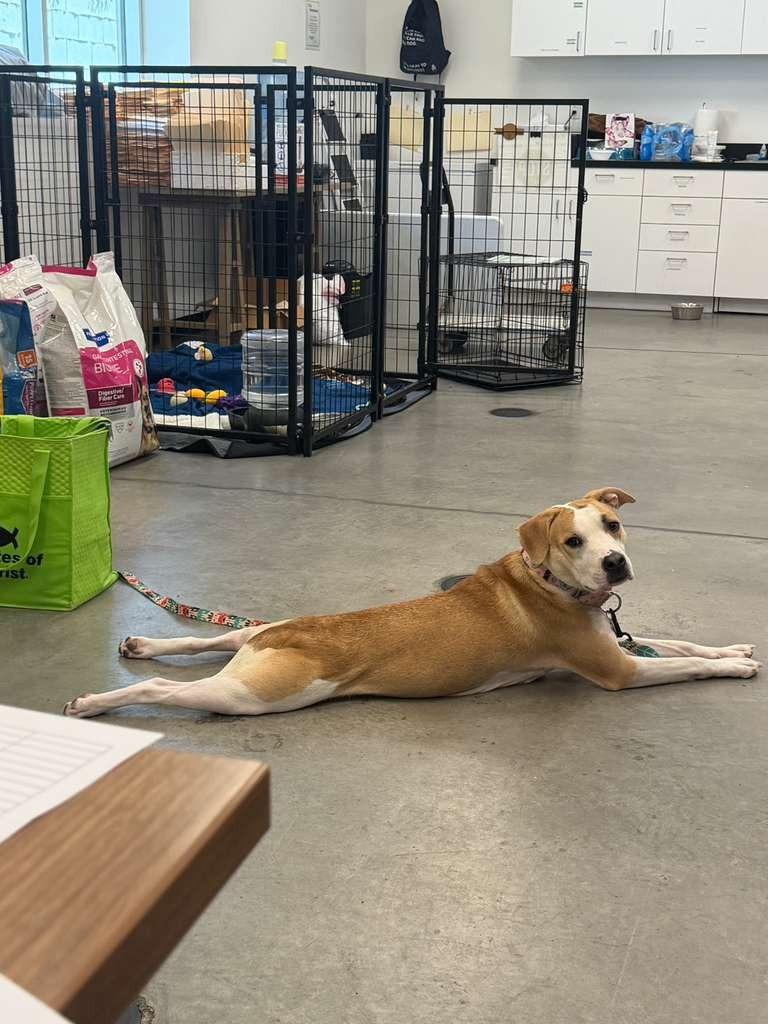 Enlarge Miss Lady, a Adoptable mixed breed in Phoenix, AZ image 2/6