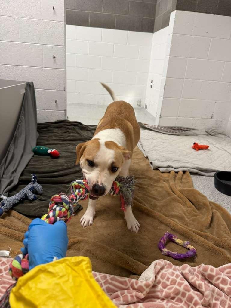 Enlarge Miss Lady, a Adoptable mixed breed in Phoenix, AZ image 3/6