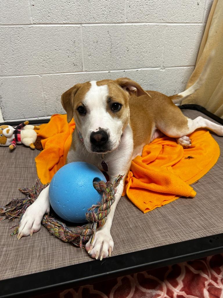 Enlarge Miss Lady, a Adoptable mixed breed in Phoenix, AZ image 4/6