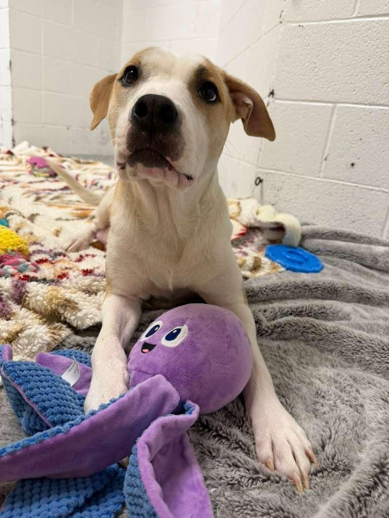 Enlarge Miss Lady, a Adoptable mixed breed in Phoenix, AZ image 5/6