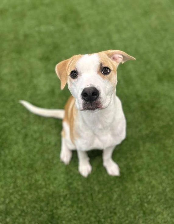 Enlarge Miss Lady, a Adoptable mixed breed in Phoenix, AZ image 6/6