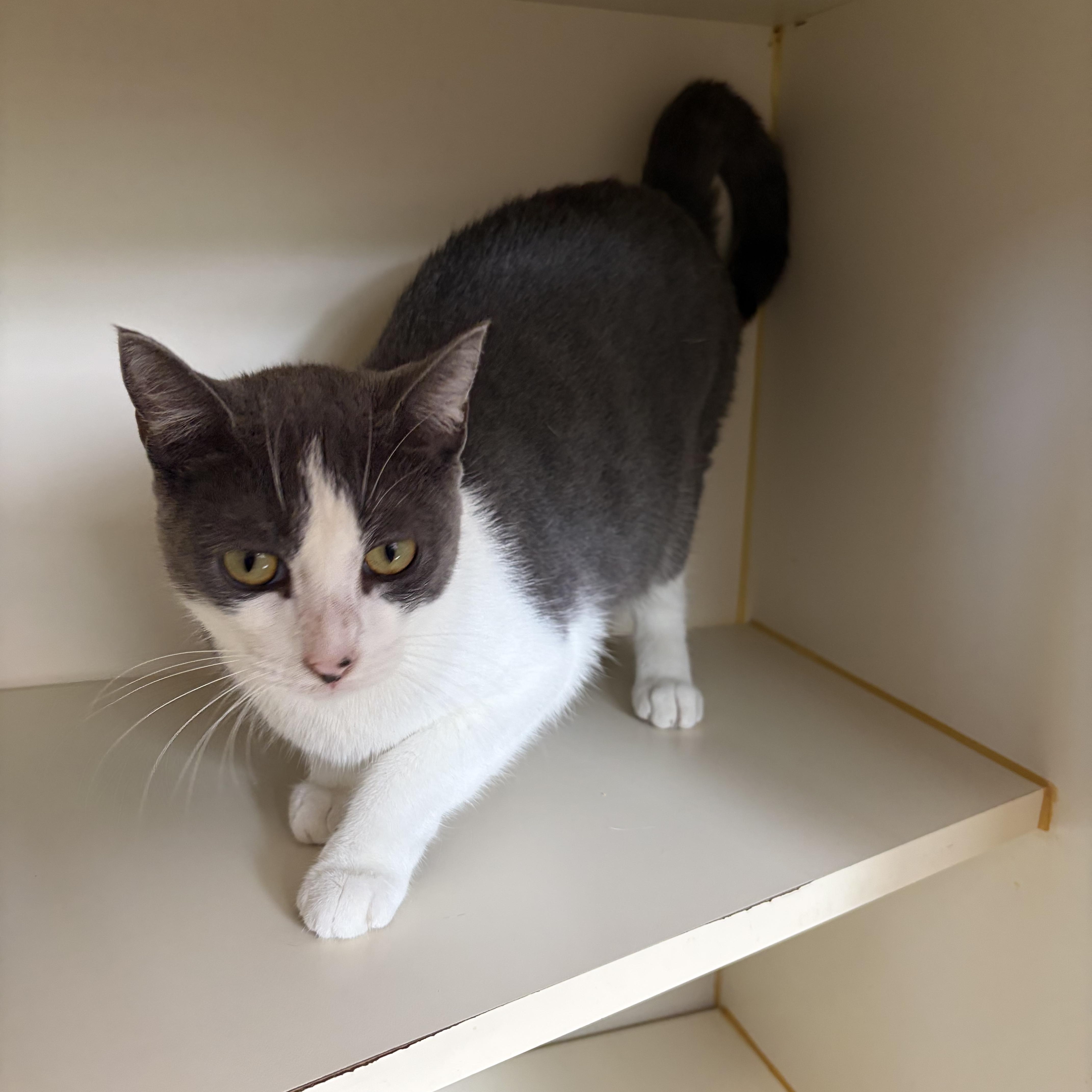 Enlarge Potato, a Adoptable Domestic Short Hair in Somerset, NJ image 2/3