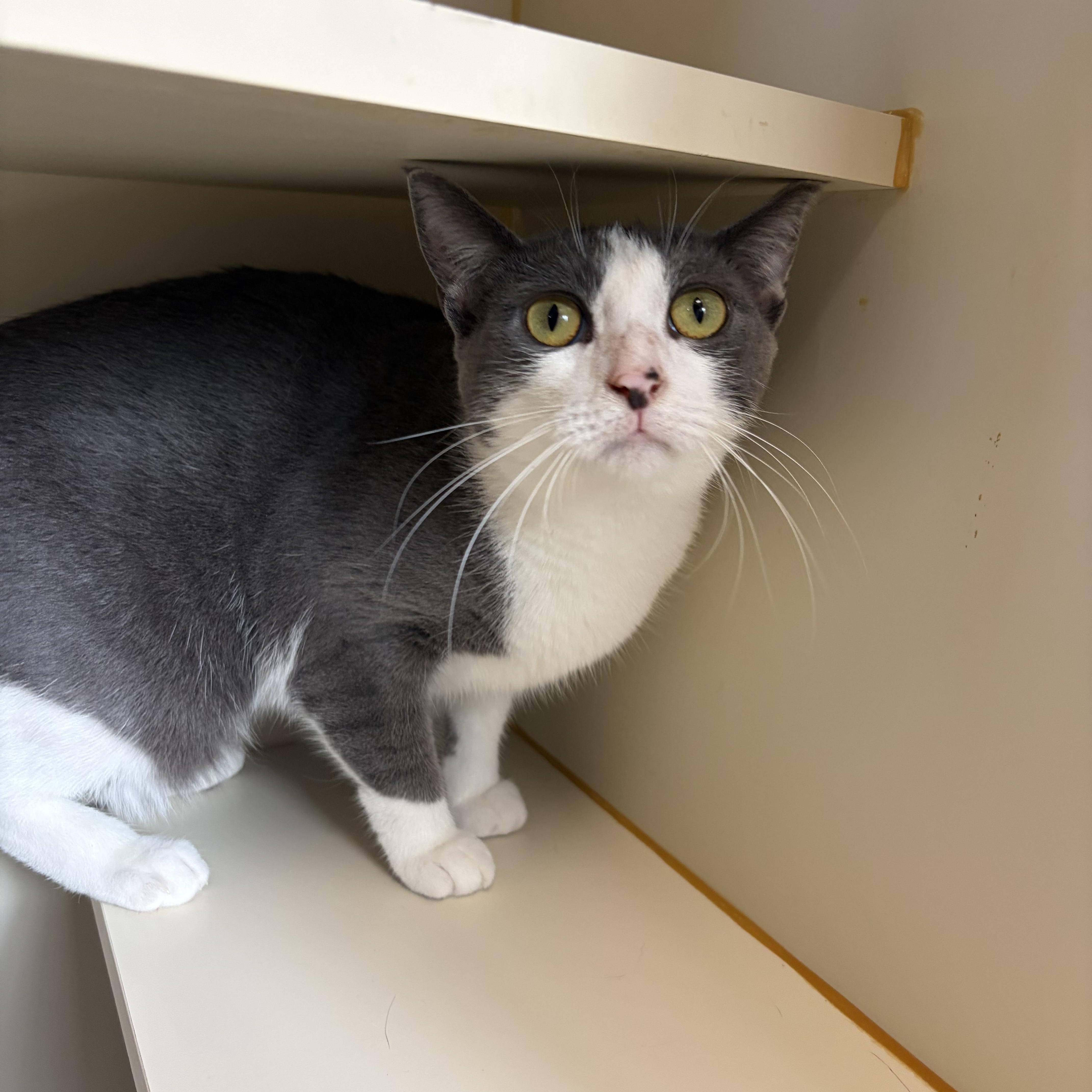 Enlarge Potato, a Adoptable Domestic Short Hair in Somerset, NJ image 3/3