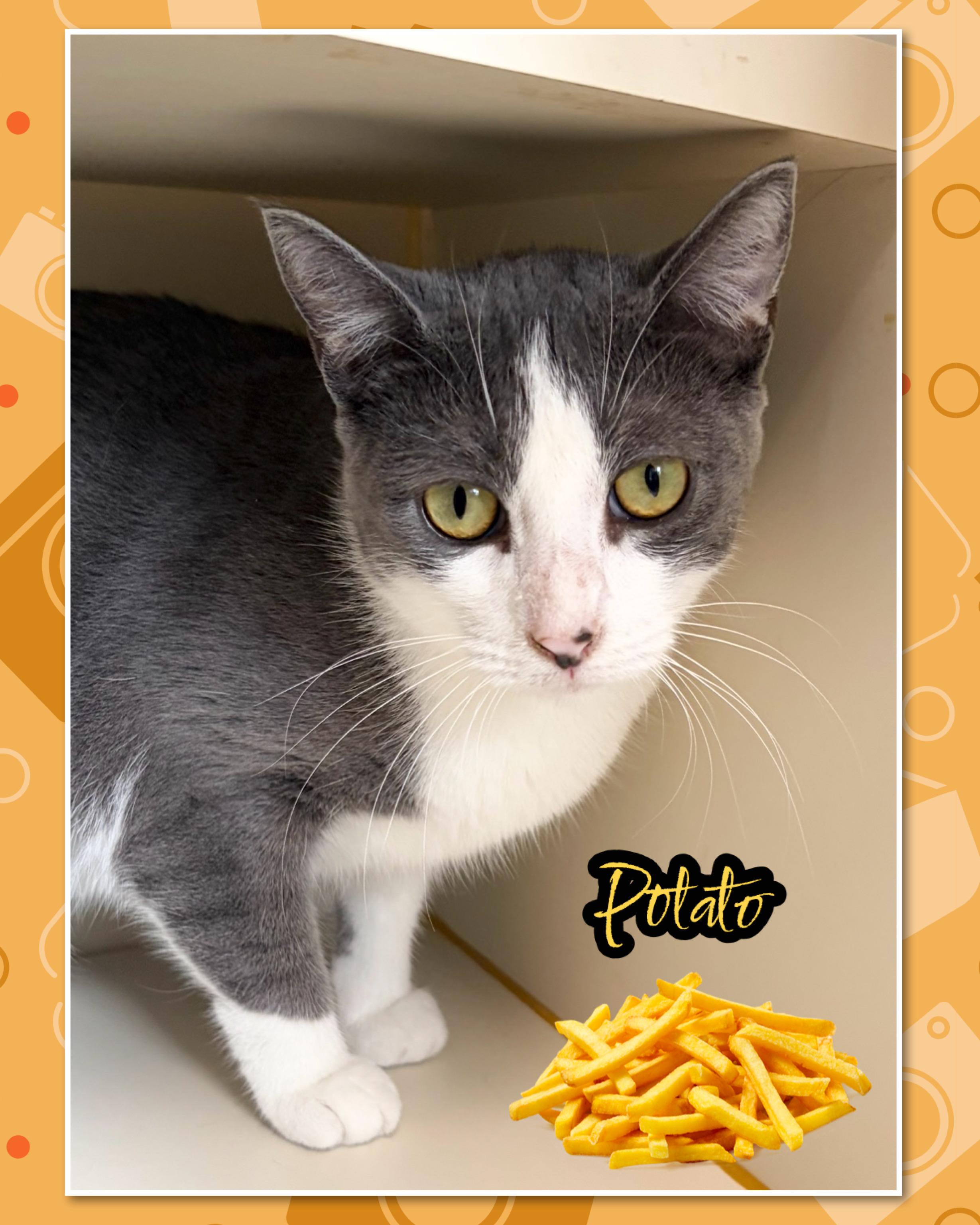 Potato, Adoptable, Young Female Domestic Short Hair.