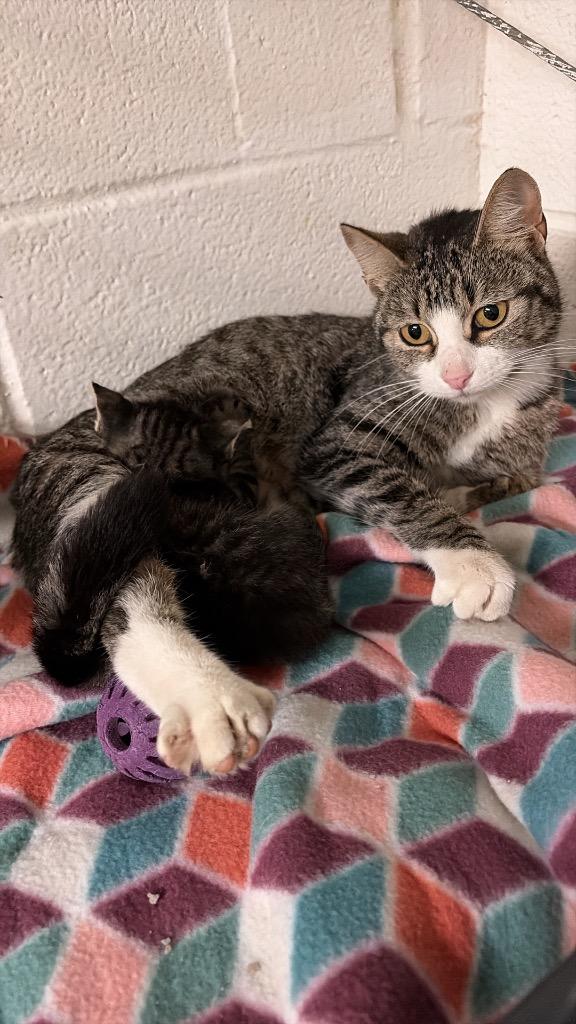 Mrs. Cheese, Adoptable, Young Female Domestic Short Hair.