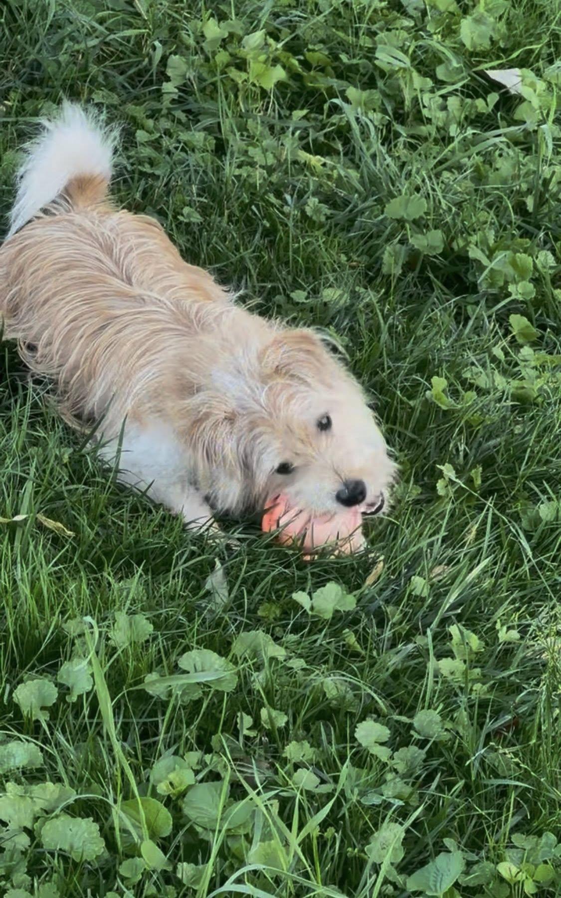 Enlarge Toto, a Adopted mixed breed in Essex, MD image 1/2