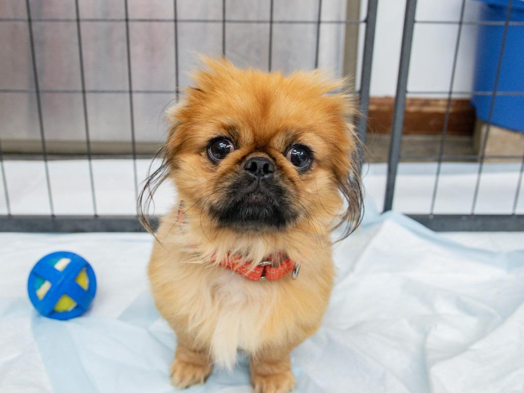 Fiasco, Adoptable, Adult Male Pekingese.