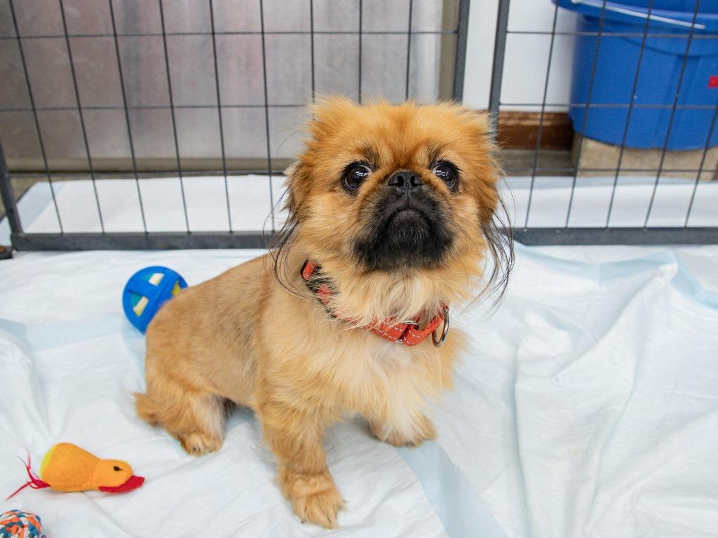 Enlarge Fiasco, a Adoptable Pekingese in Lansing, KS image 3/5