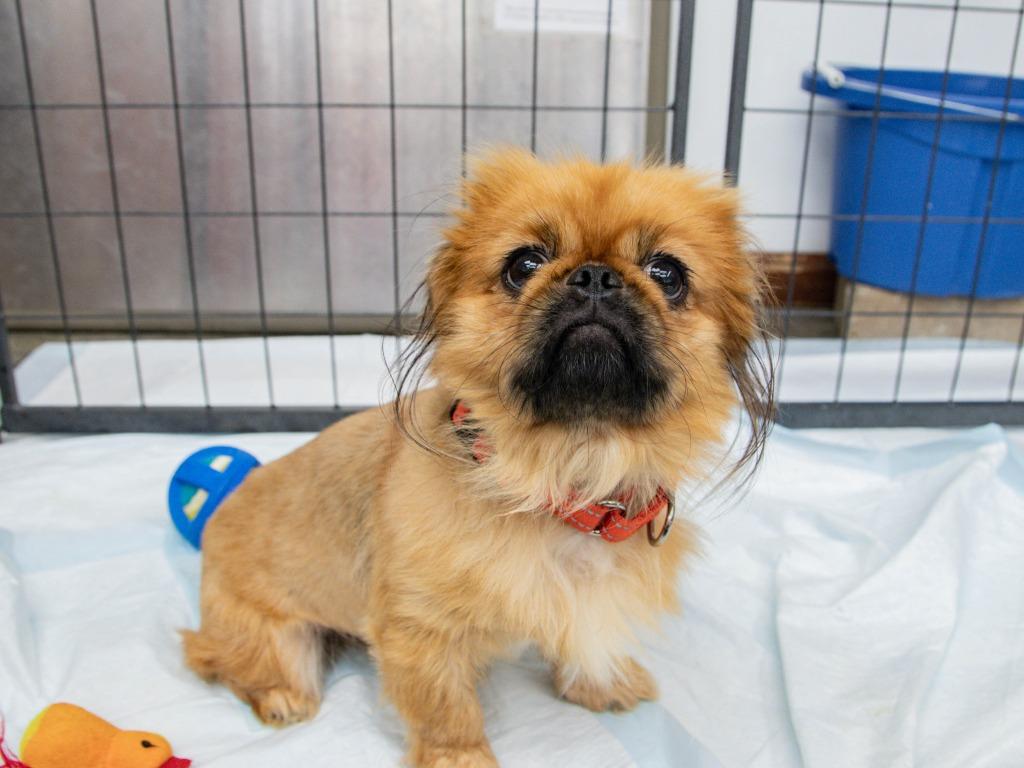 Enlarge Fiasco, a Adoptable Pekingese in Lansing, KS image 4/5