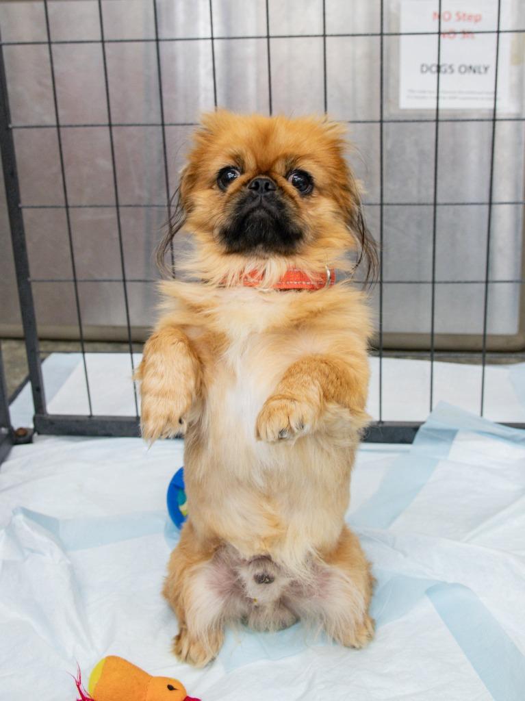 Enlarge Fiasco, a Adoptable Pekingese in Lansing, KS image 5/5