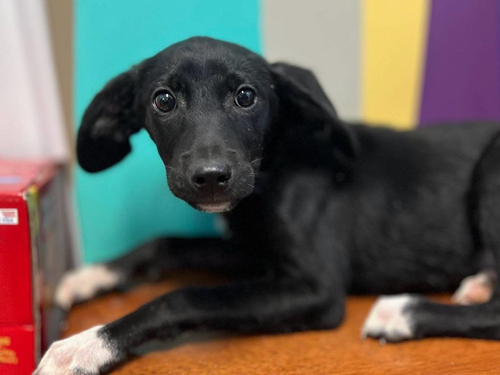 Enlarge Tod, an adopted Mixed Breed in Calhoun, KY image 1/1
