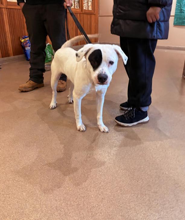 Enlarge Petey, a Adoptable mixed breed in Westwood, NJ image 4/4