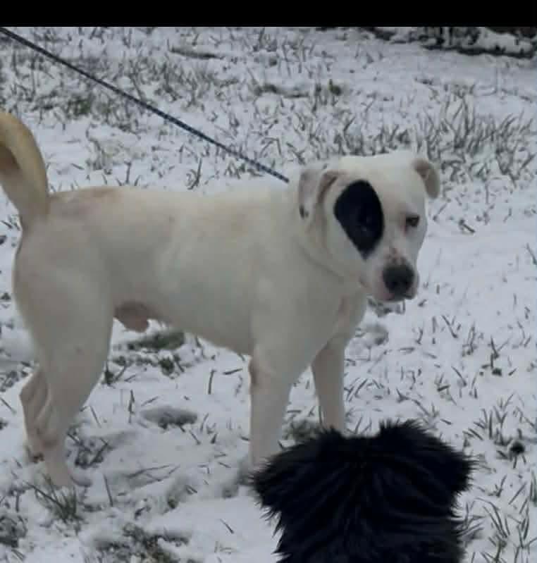Enlarge Petey, a Adoptable mixed breed in Westwood, NJ image 3/4