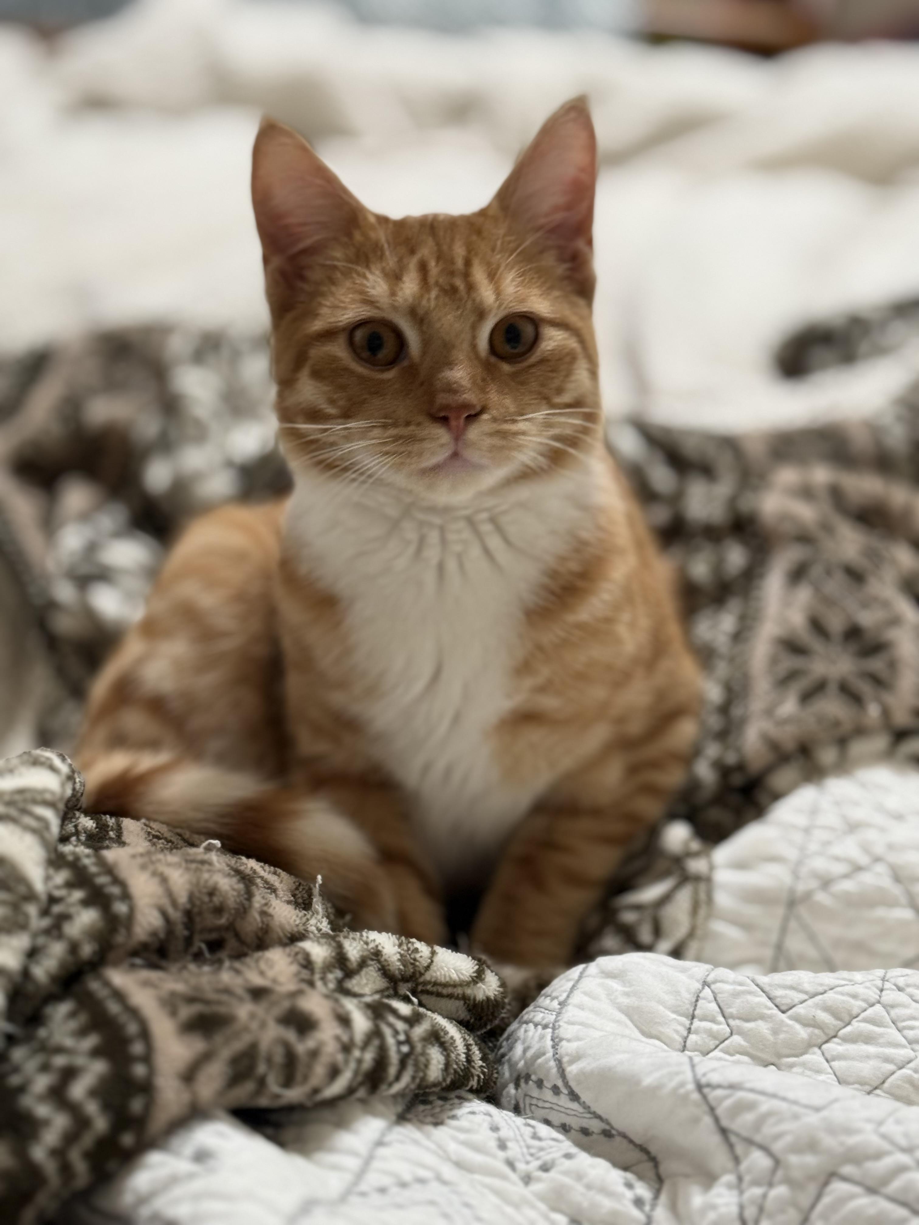 Patches & Caspian-Cuddle Buddies, an adopted Domestic Short Hair in Arlington, VA image 5/6