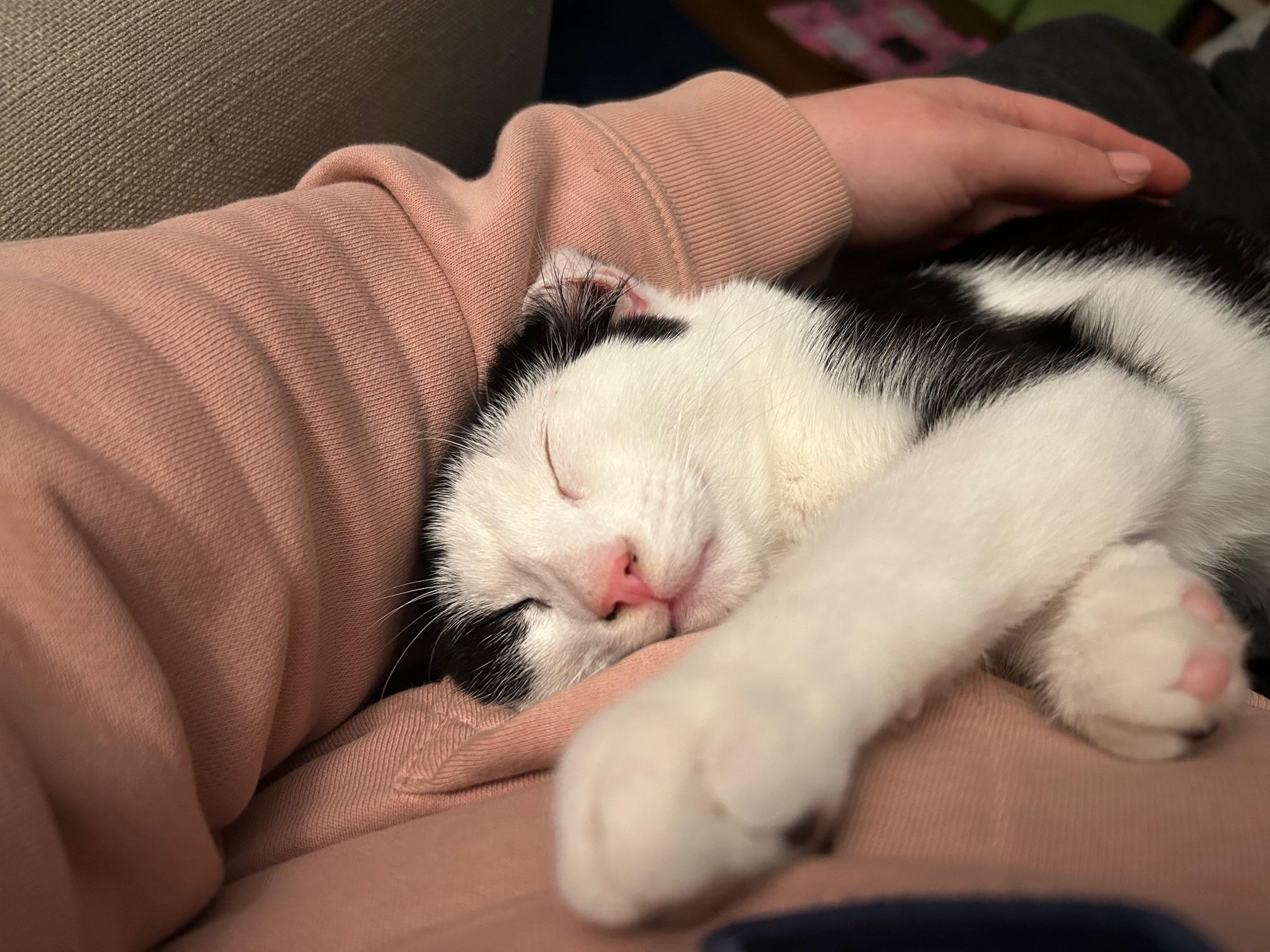 Patches & Caspian-Cuddle Buddies, an adopted Domestic Short Hair in Arlington, VA image 4/6