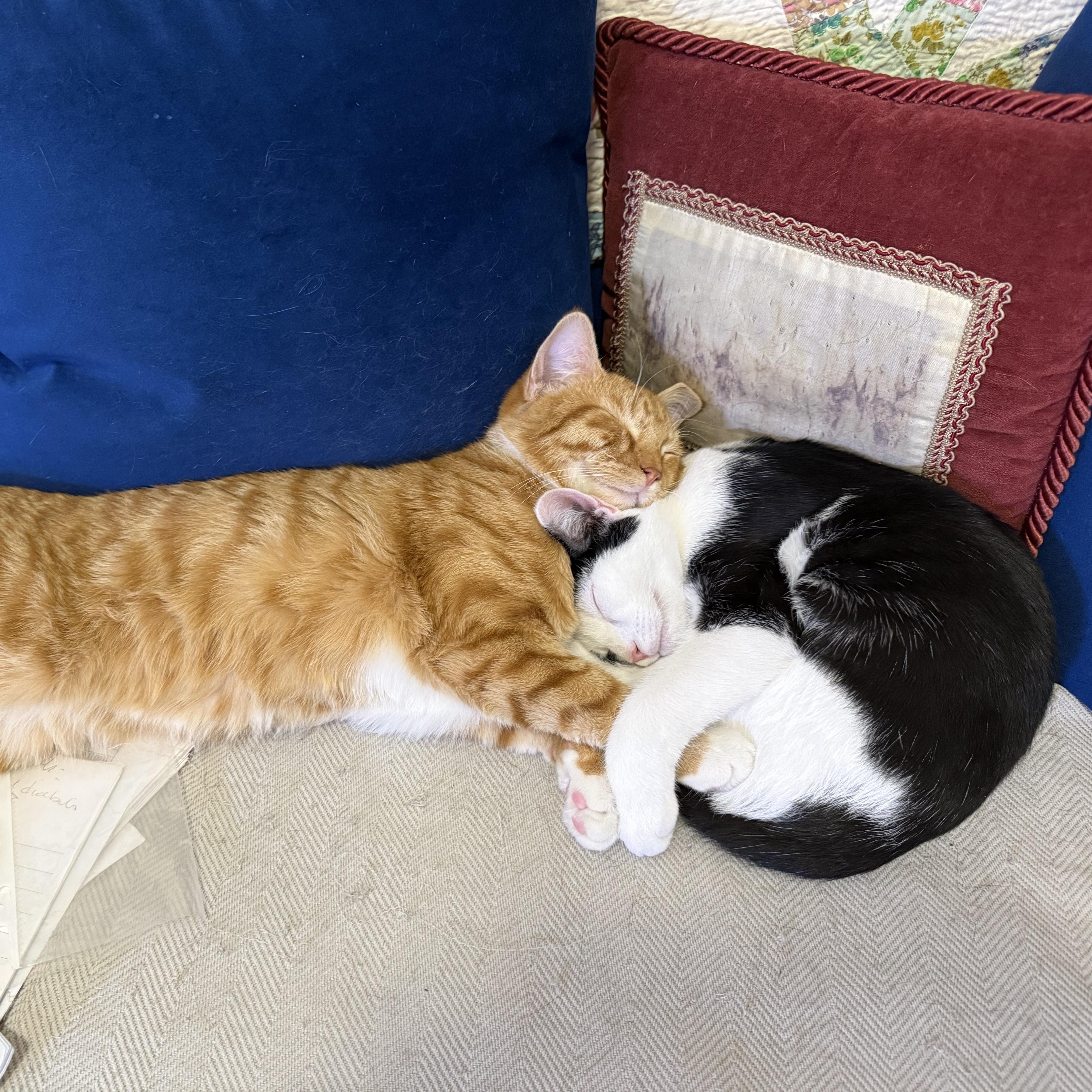 Patches & Caspian-Cuddle Buddies, an adopted Domestic Short Hair in Arlington, VA image 1/6