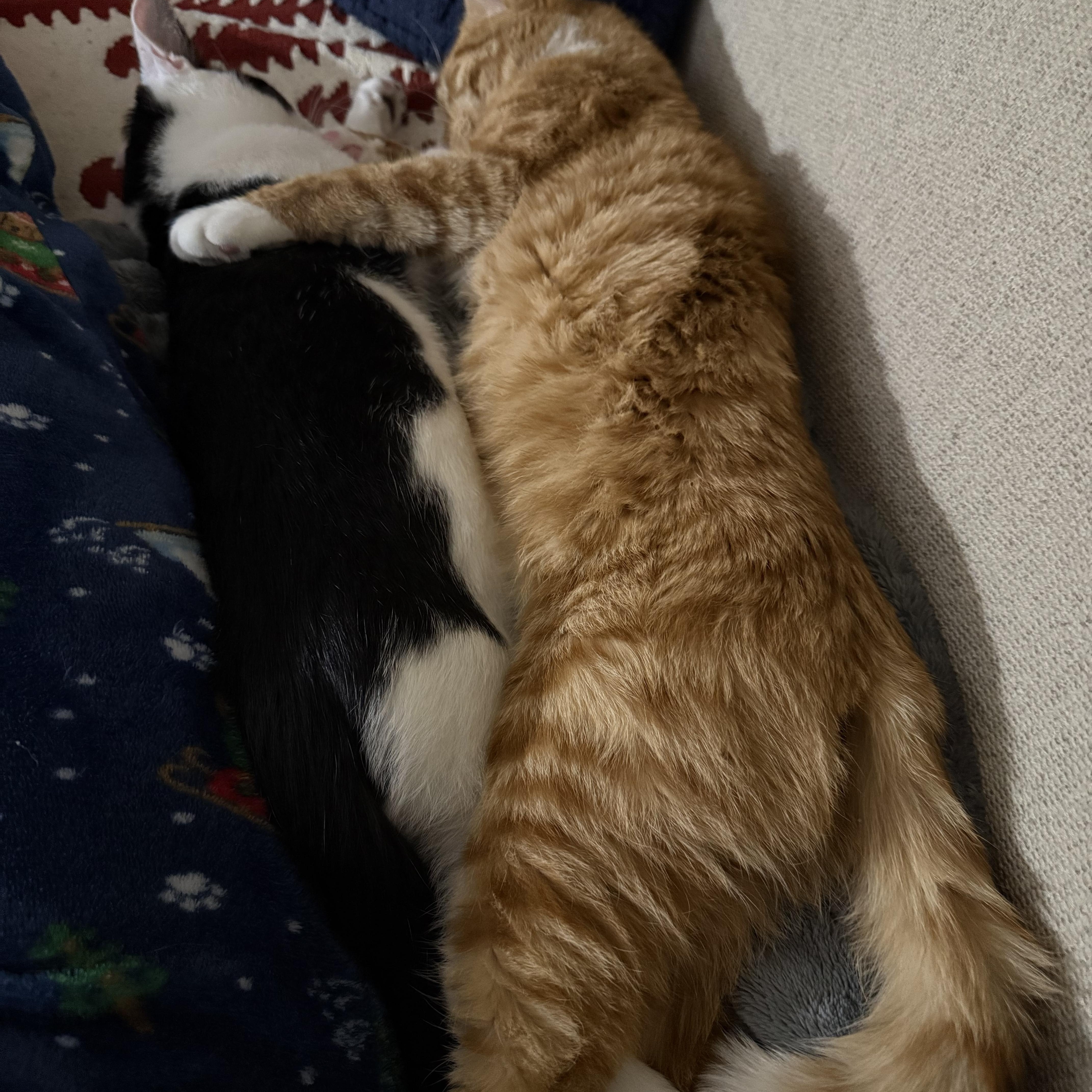 Patches & Caspian-Cuddle Buddies, an adopted Domestic Short Hair in Arlington, VA image 2/6