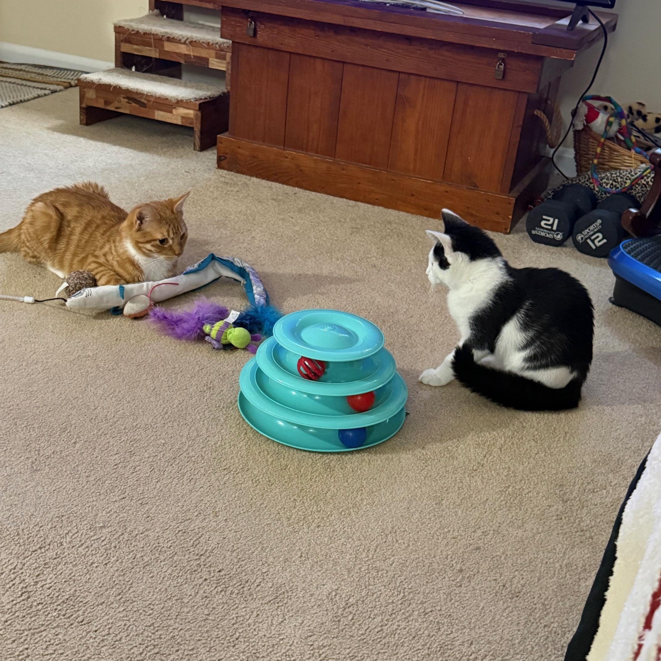 Patches & Caspian-Cuddle Buddies, an adopted Domestic Short Hair in Arlington, VA image 3/6