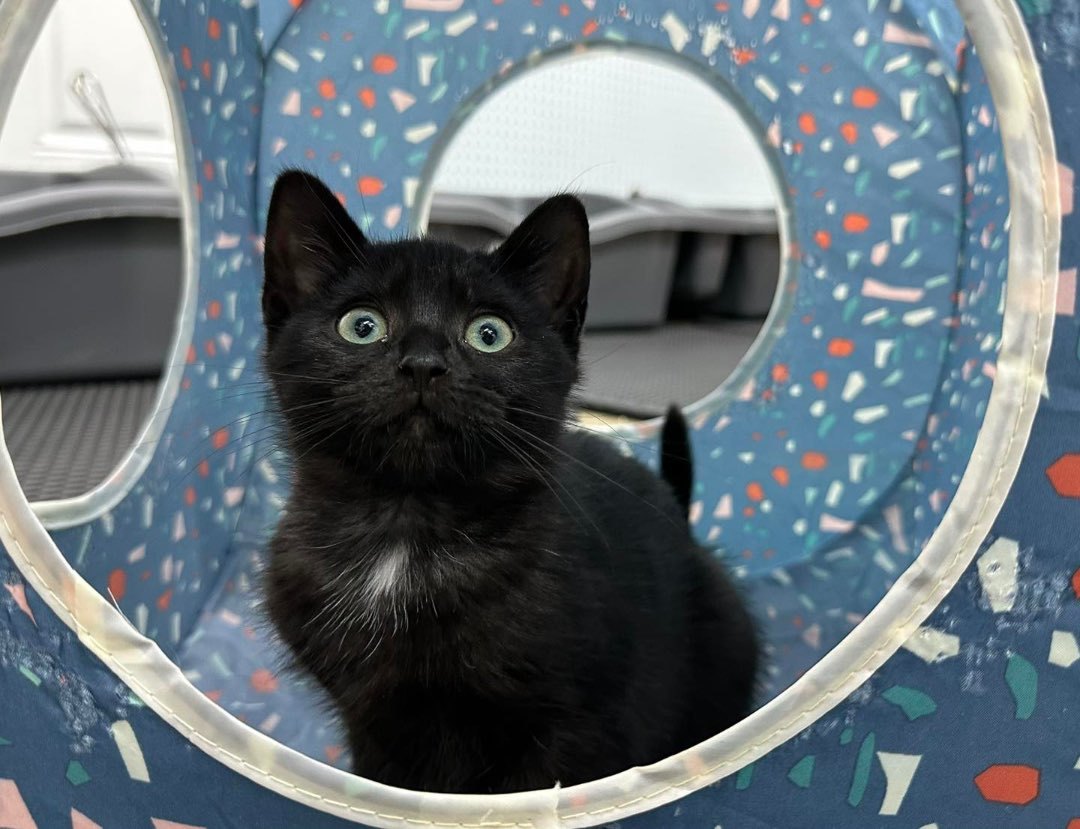 Colin Feral, Adopted, Kitten Male Domestic Short Hair.