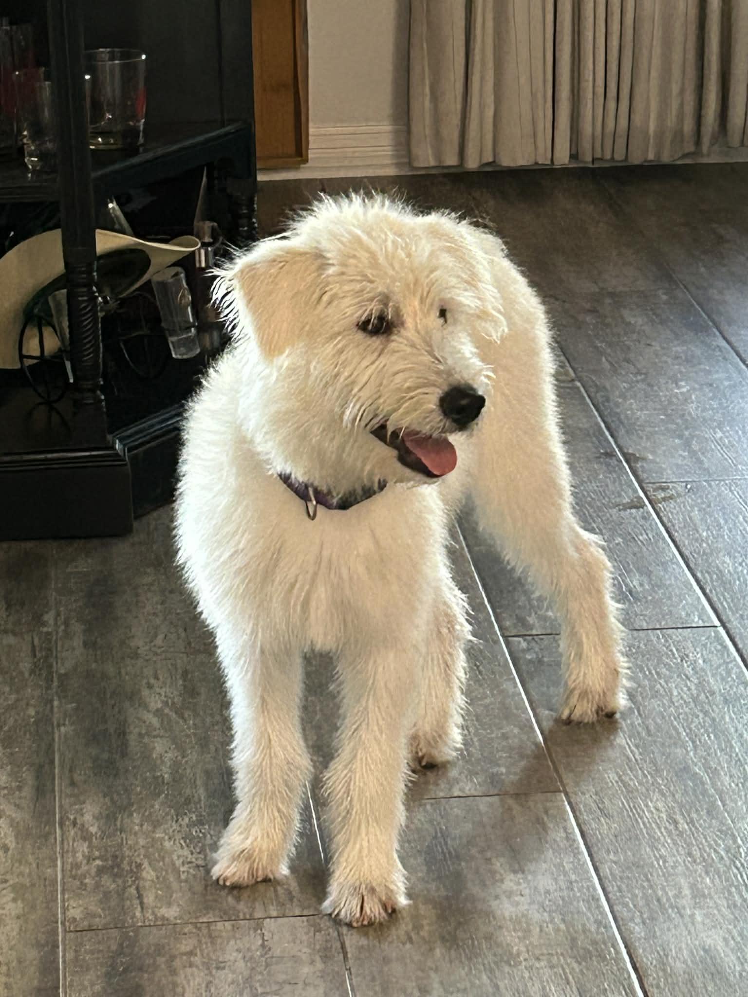 Enlarge Molly, an adoption pending mixed breed in Temple, TX image 1/3