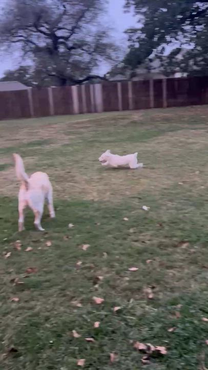 Enlarge Molly, an adoption pending mixed breed in Temple, TX video 2/3