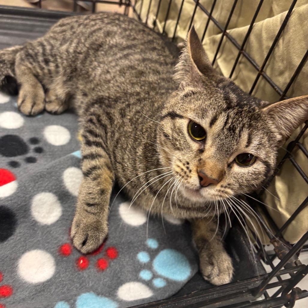 Enlarge Hope -Knox 6, a Adoptable Domestic Short Hair in Columbia, MO image 1/2