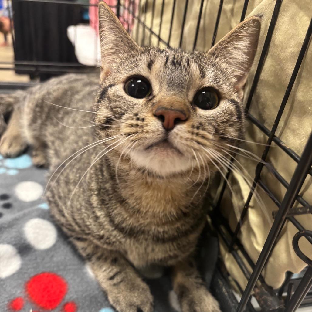 Enlarge Hope -Knox 6, a Adoptable Domestic Short Hair in Columbia, MO image 2/2