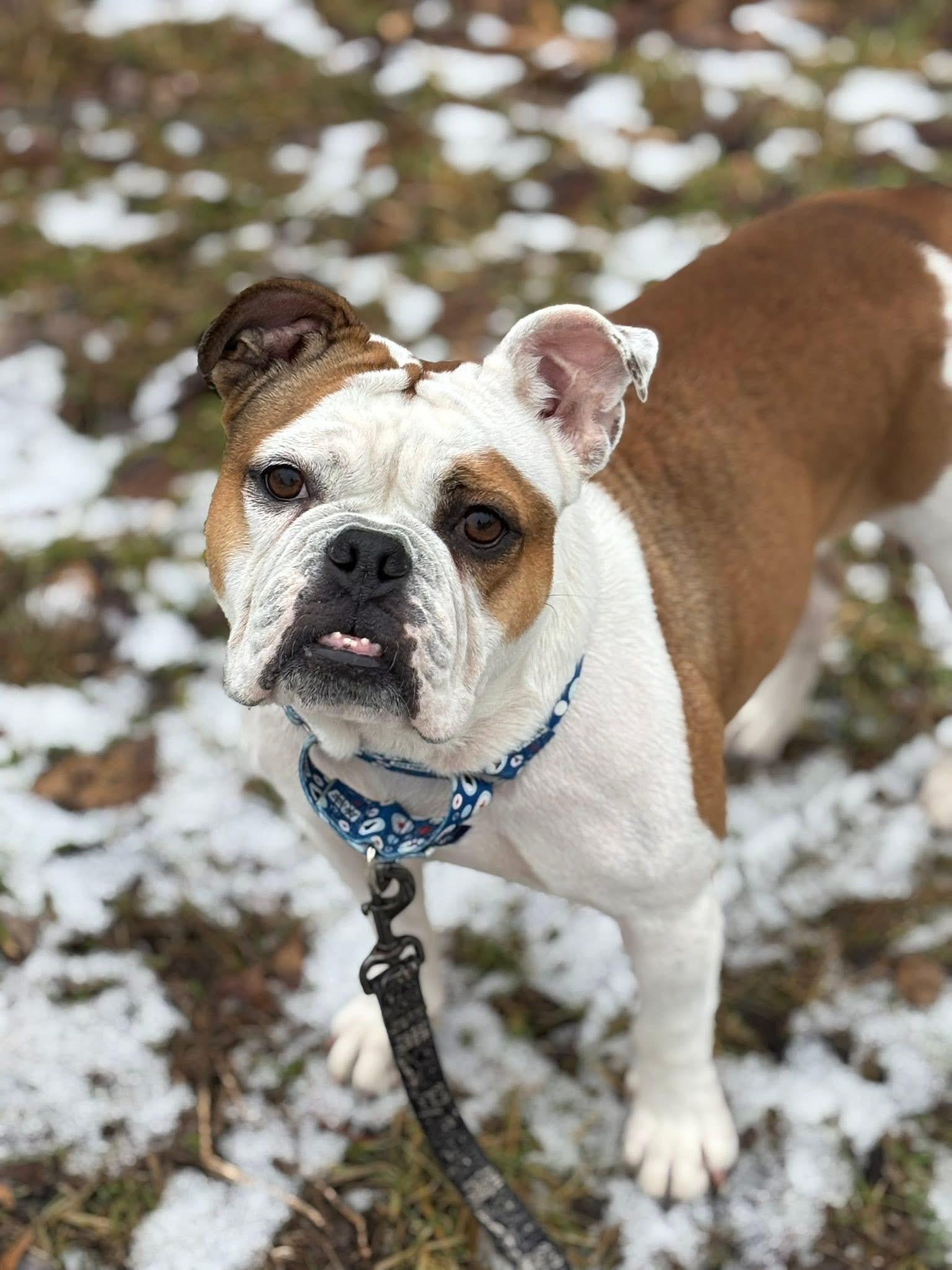 Remi, Adopted, Adult Female English Bulldog.
