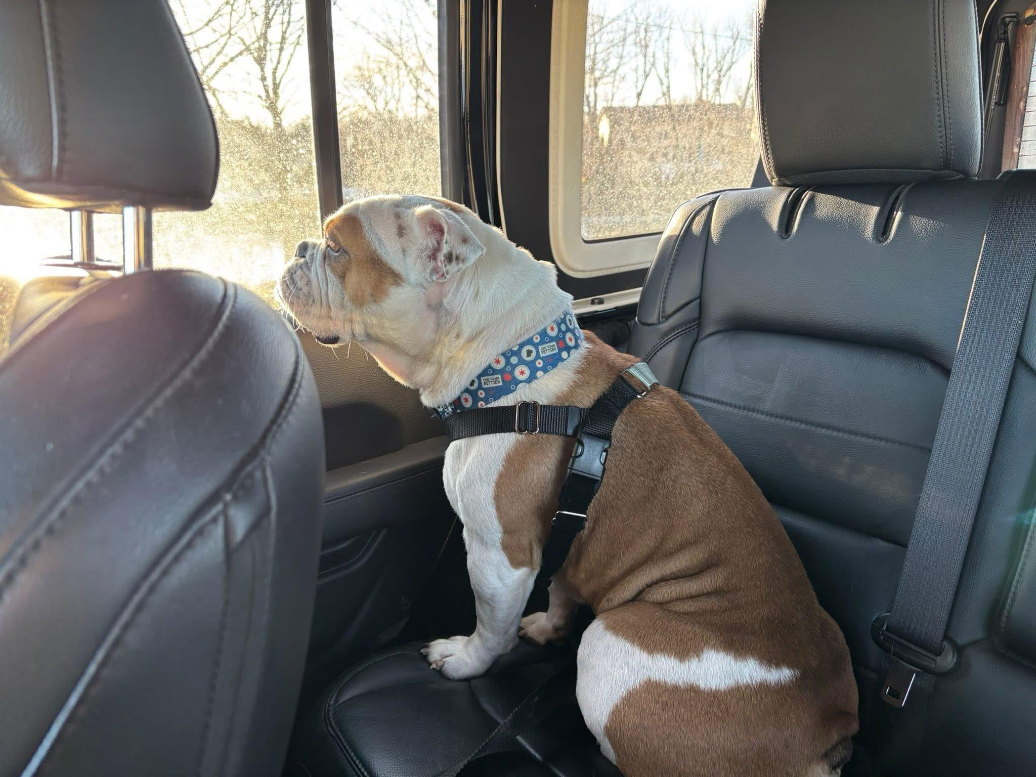 Remi, a Adopted English Bulldog in Wheaton, IL image 2/3